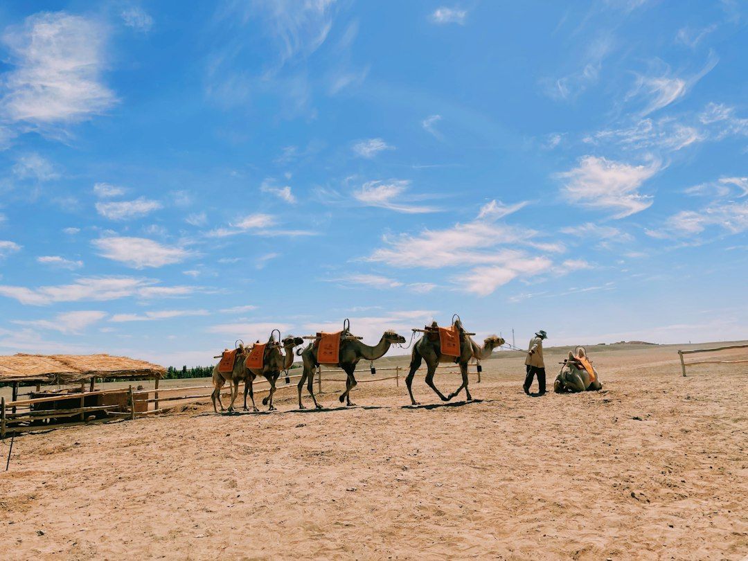 Camel caravans on the Mingsha dunes outside Dunhuang — the classic add-on after the caves