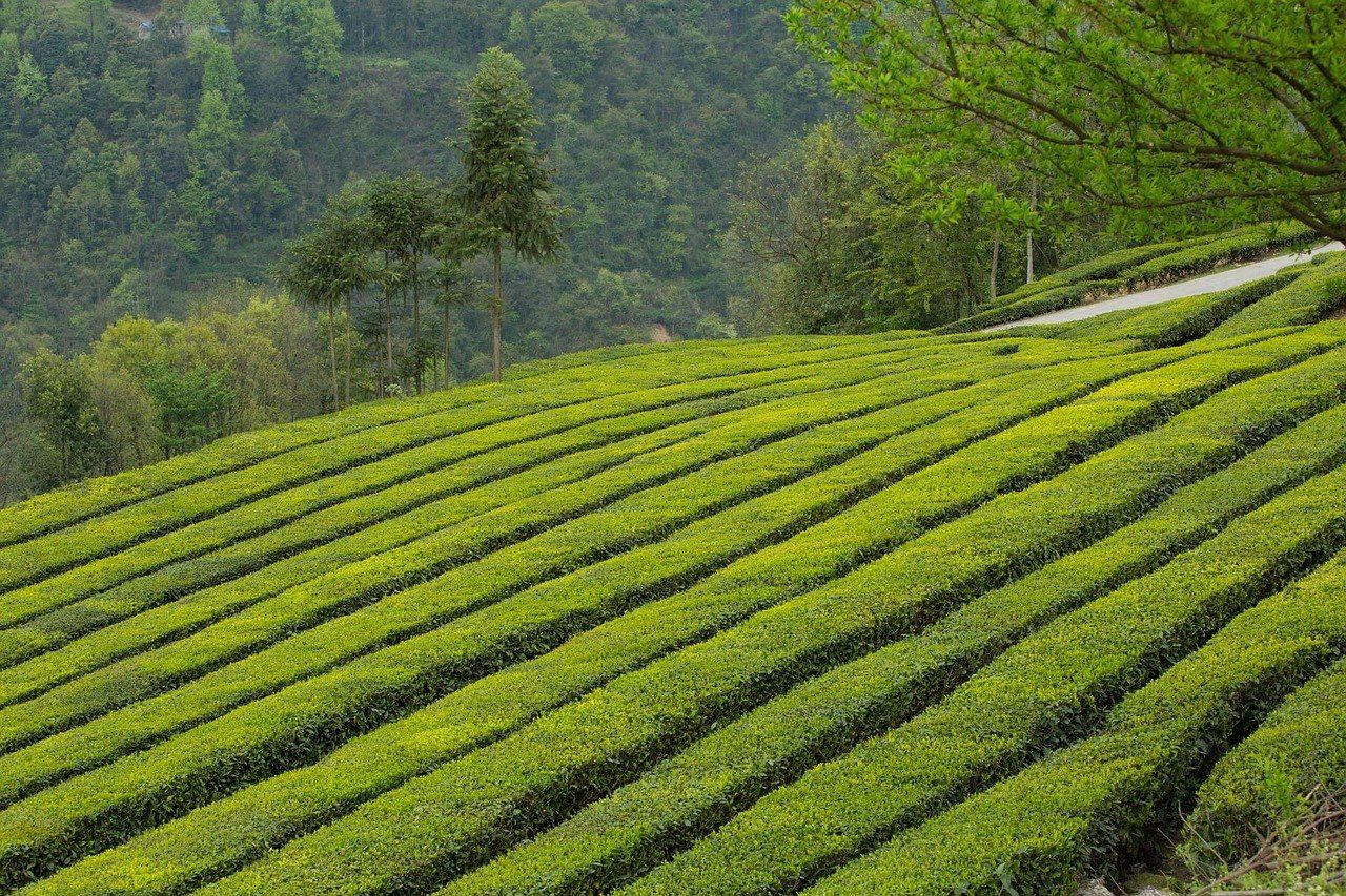 Terraced tea gardens in western Hubei — the landscape Wujiatai's 10,000 mu of tea belongs to
